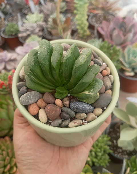 Haworthia Truncata Seiko nishiki variegada, con hijito.