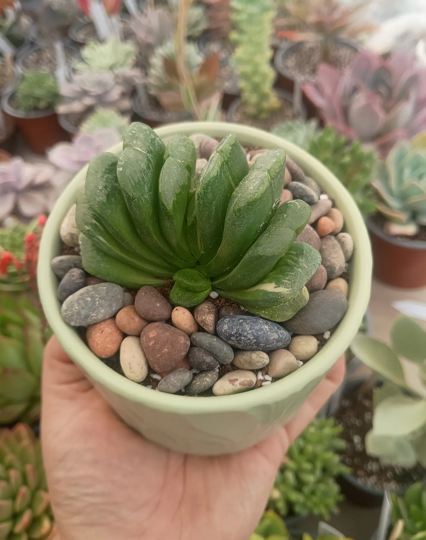 Haworthia Truncata Seiko nishiki variegada, con hijito. 1