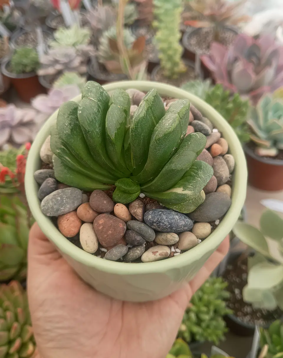 Haworthia Truncata Seiko nishiki variegada, con hijito. 1