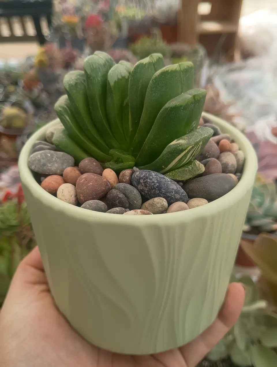 Haworthia Truncata Seiko nishiki variegada, con hijito. 2