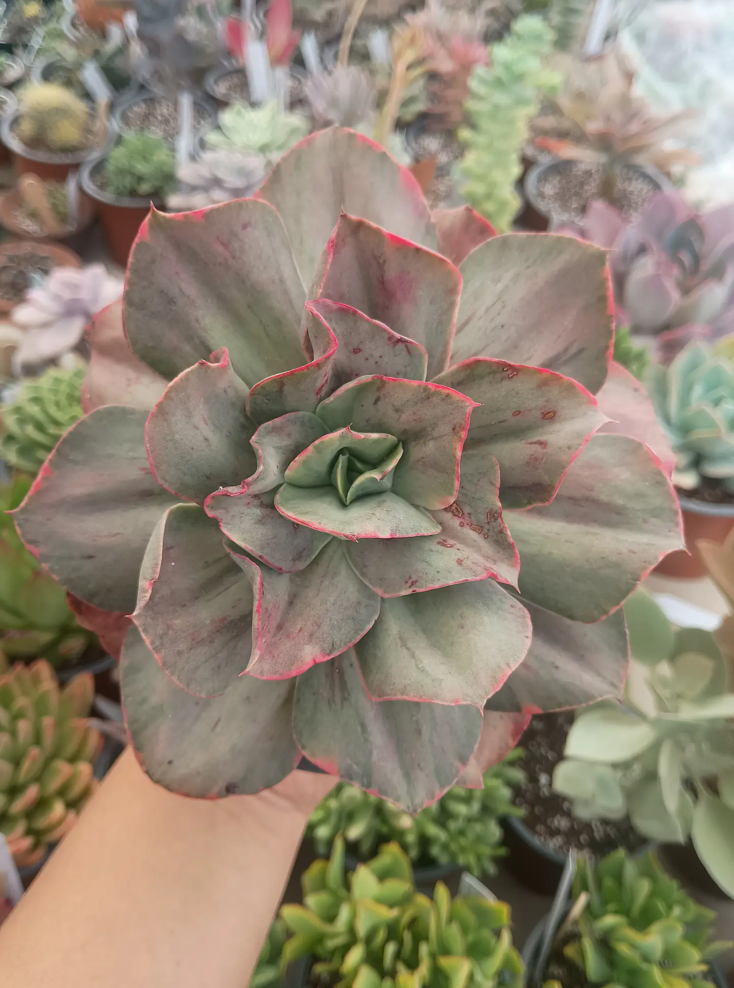 Echeveria Minigosaong variegada 1