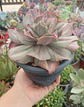 Echeveria Minigosaong variegada - Miniatura 2