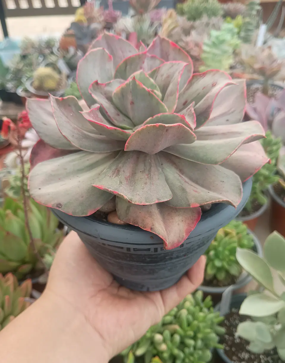 Echeveria Minigosaong variegada 2
