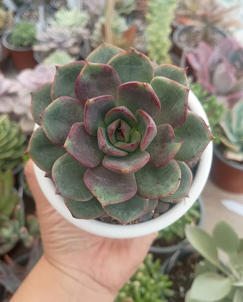 Echeveria Blak tan