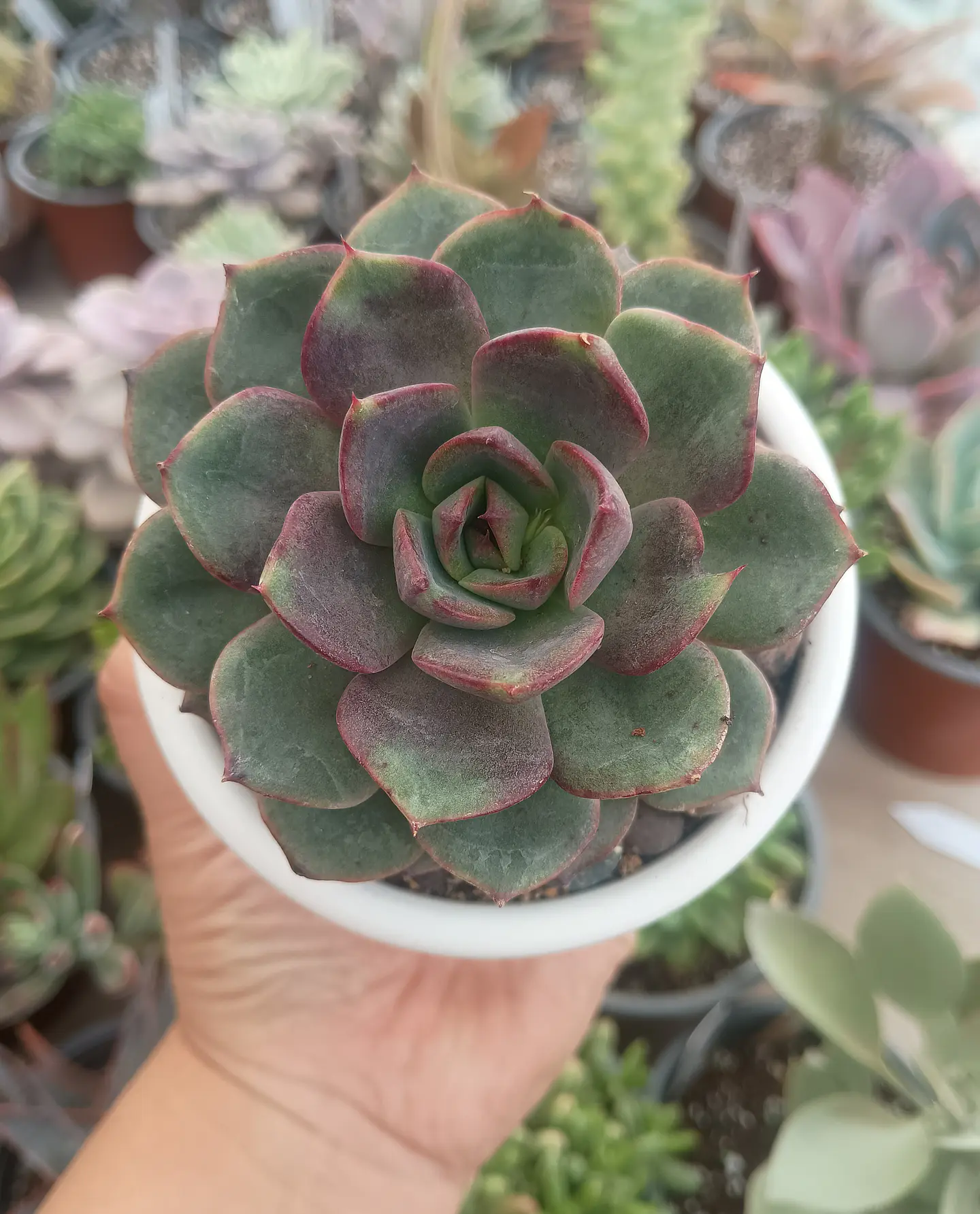 Echeveria Blak tan 1