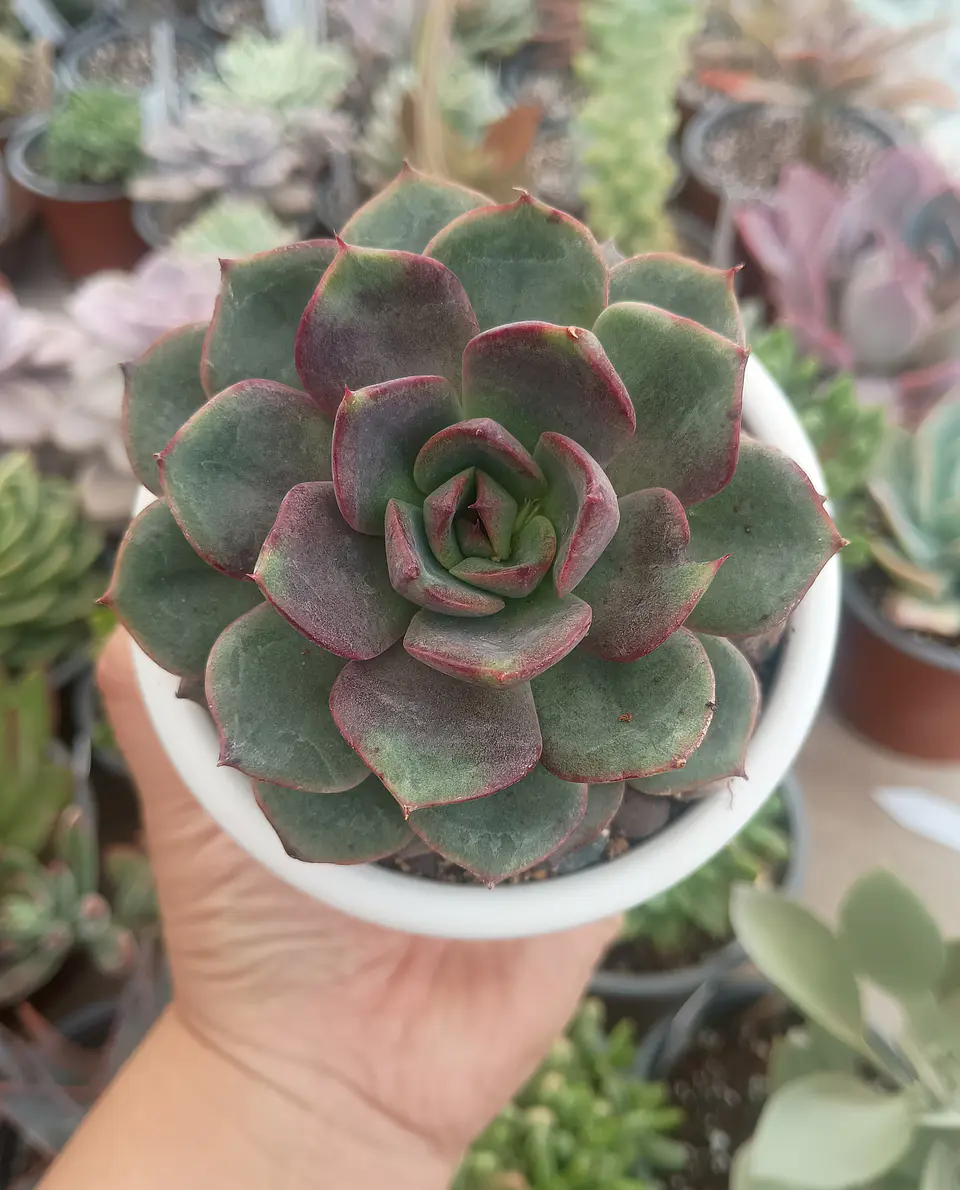 Echeveria Blak tan 1