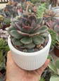 Echeveria Blak tan - Miniatura 2