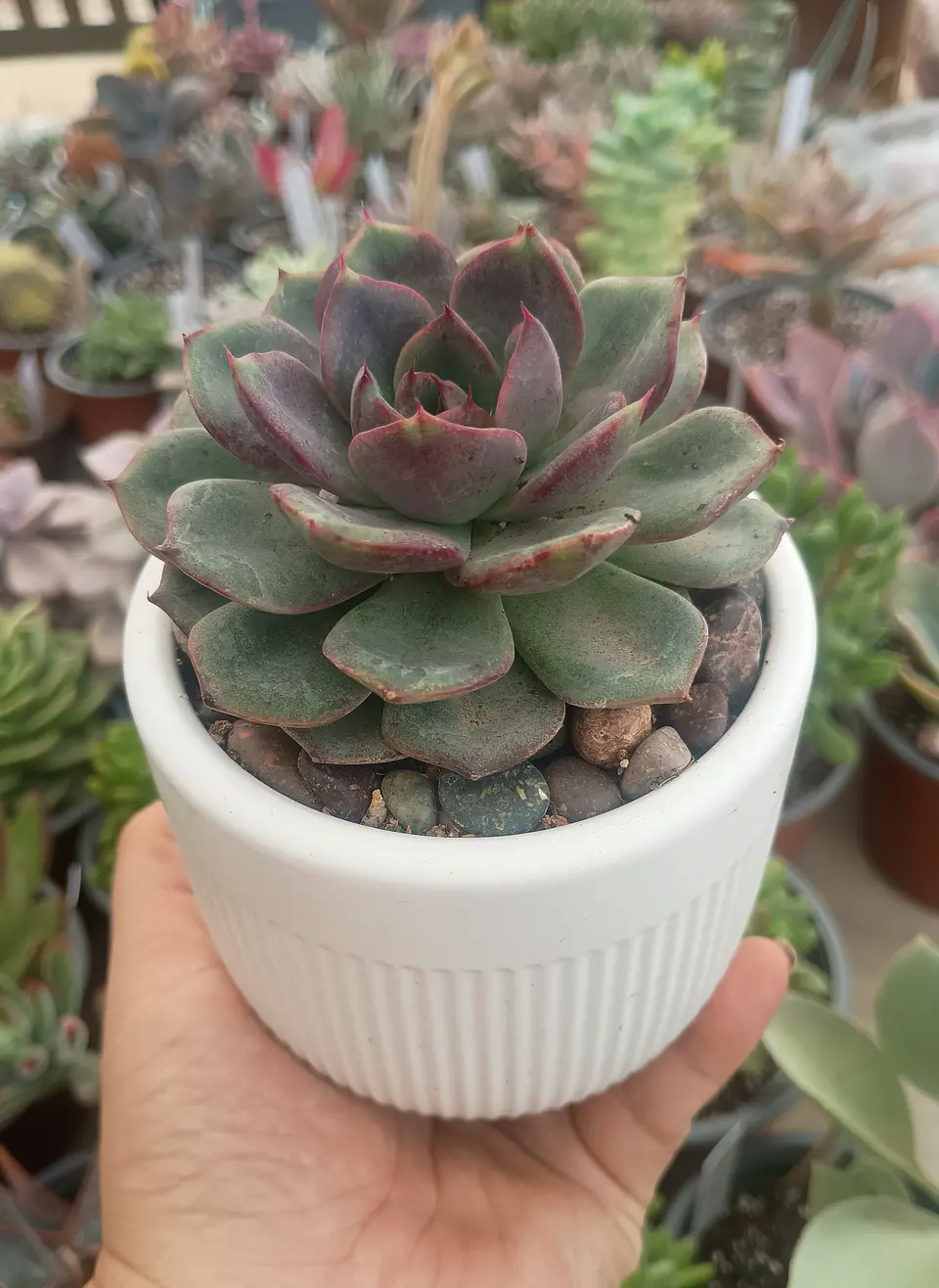 Echeveria Blak tan 2