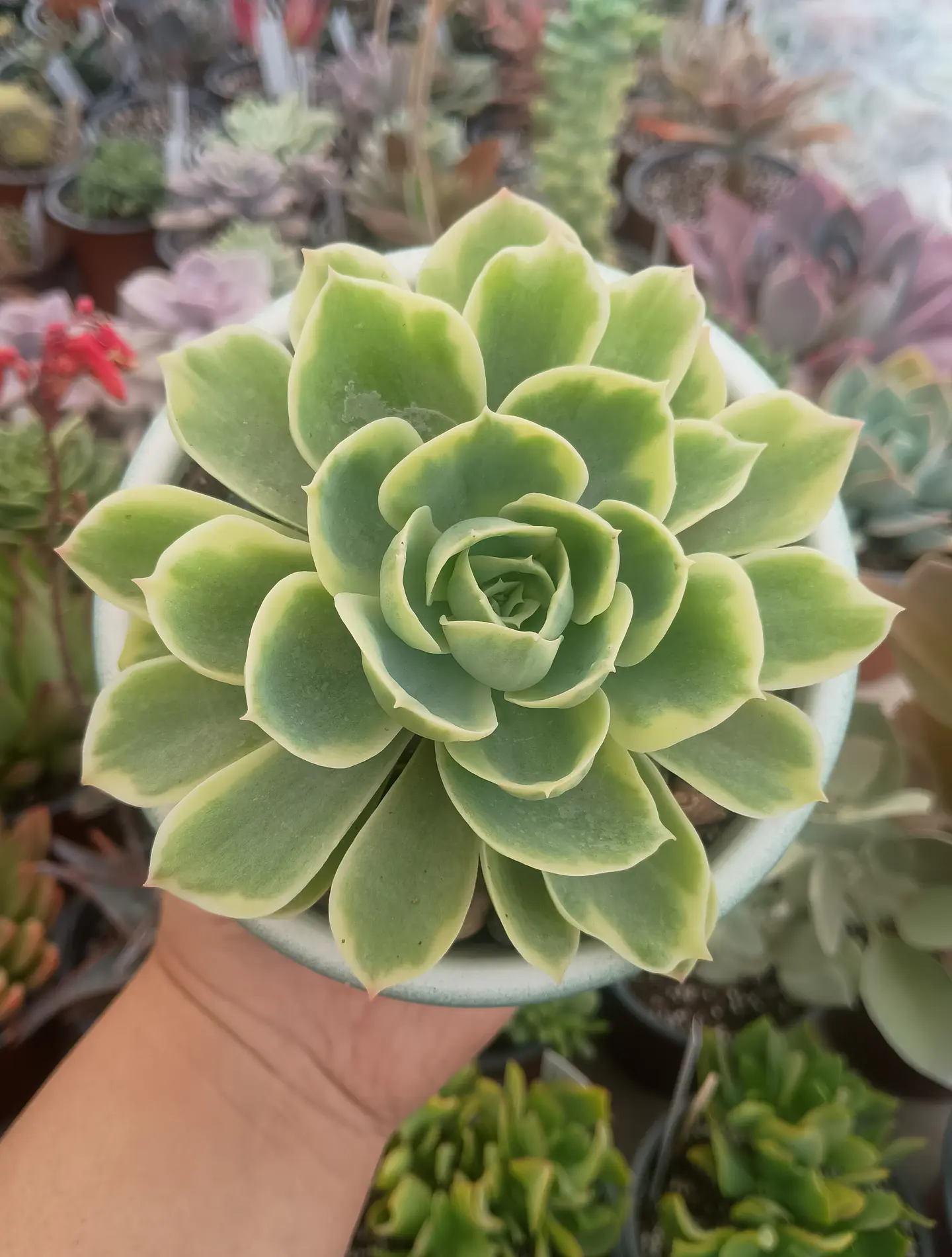 Echeveria green lemon variegada 1