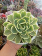 Echeveria green lemon variegada - Miniatura 1
