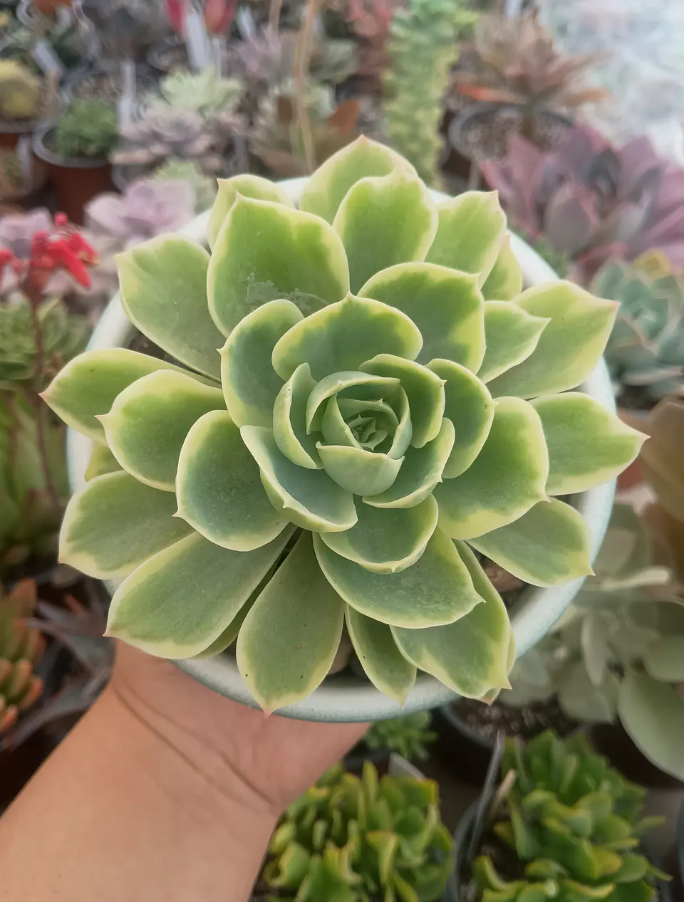 Echeveria green lemon variegada 1