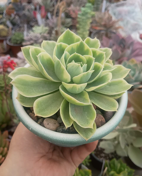 Echeveria green lemon variegada
