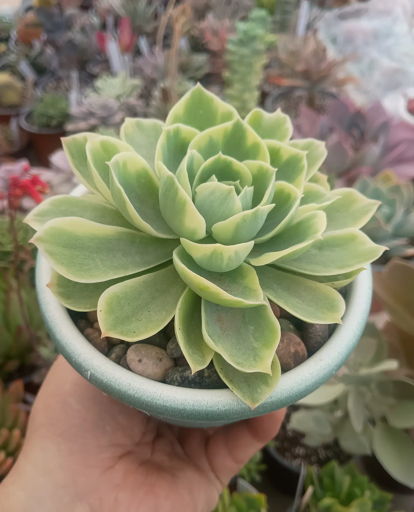 Echeveria green lemon variegada 2