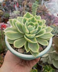 Echeveria green lemon variegada - Miniatura 2