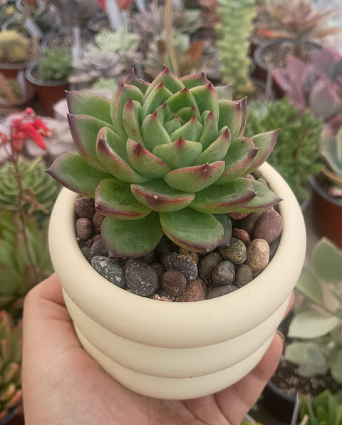 Echeveria Moonstone