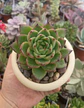 Echeveria Moonstone - Miniatura 2