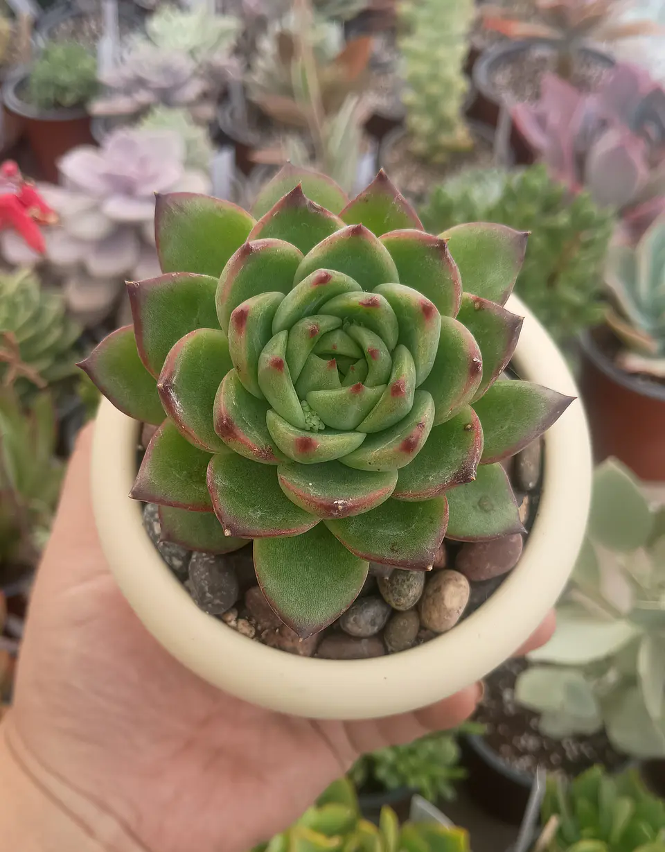 Echeveria Moonstone 2