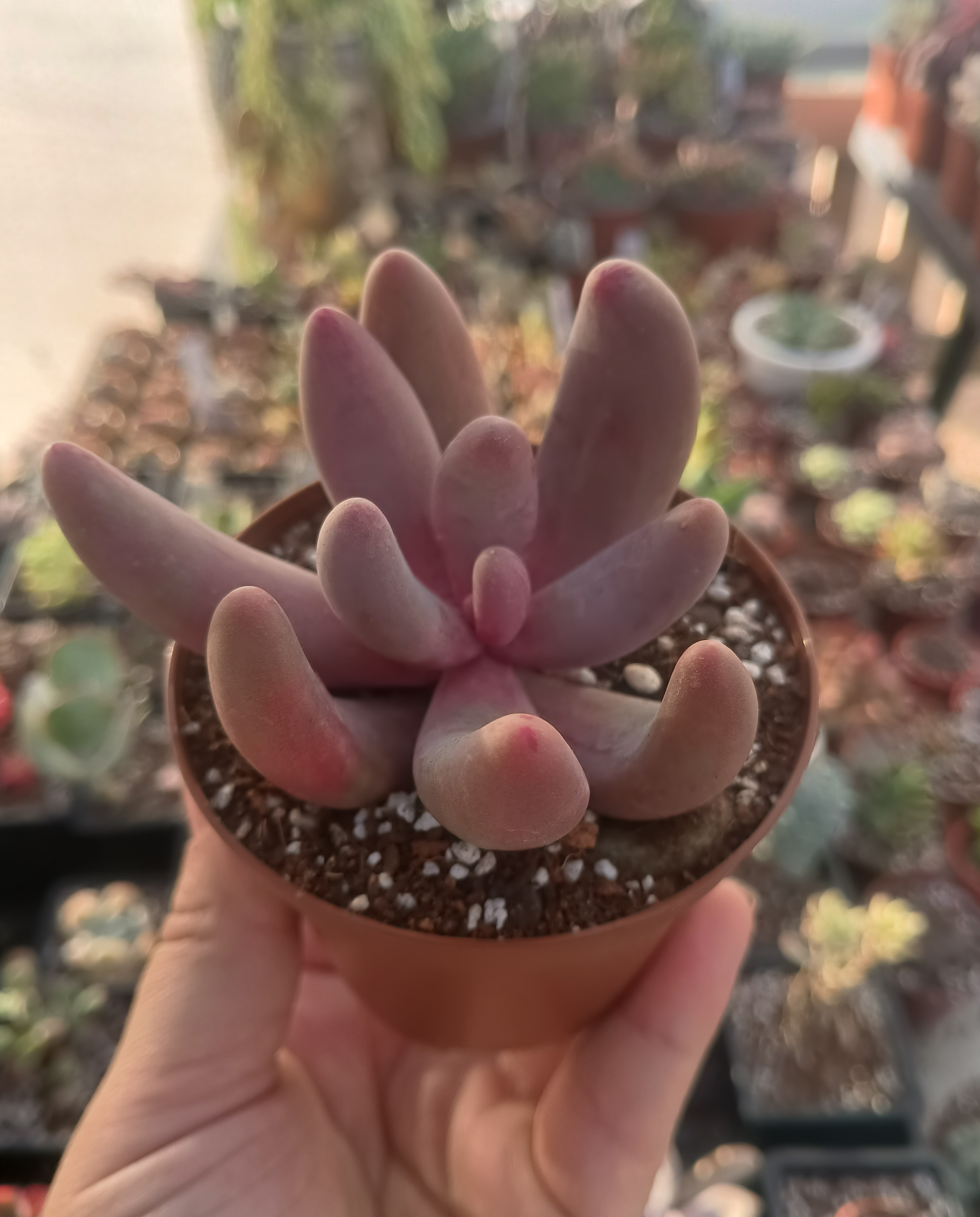 Pachysedum gonzou variegado