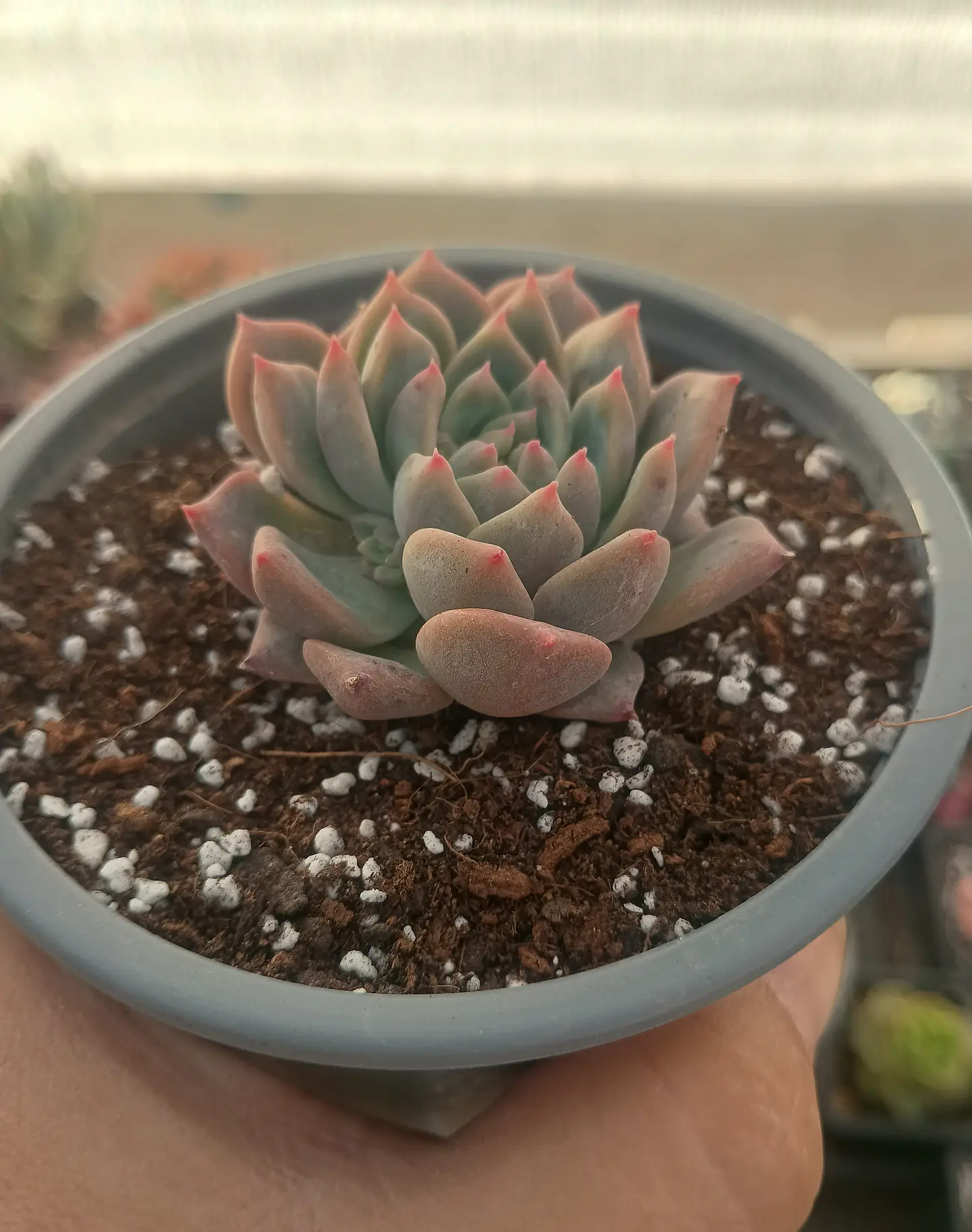 Echeveria Powder cream 1