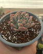 Echeveria Powder cream - Miniatura 1
