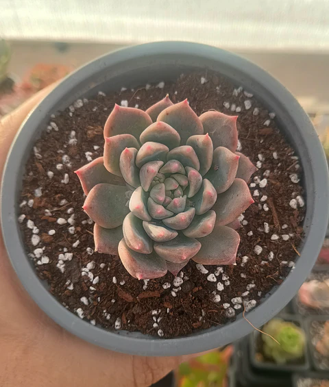 Echeveria Powder cream