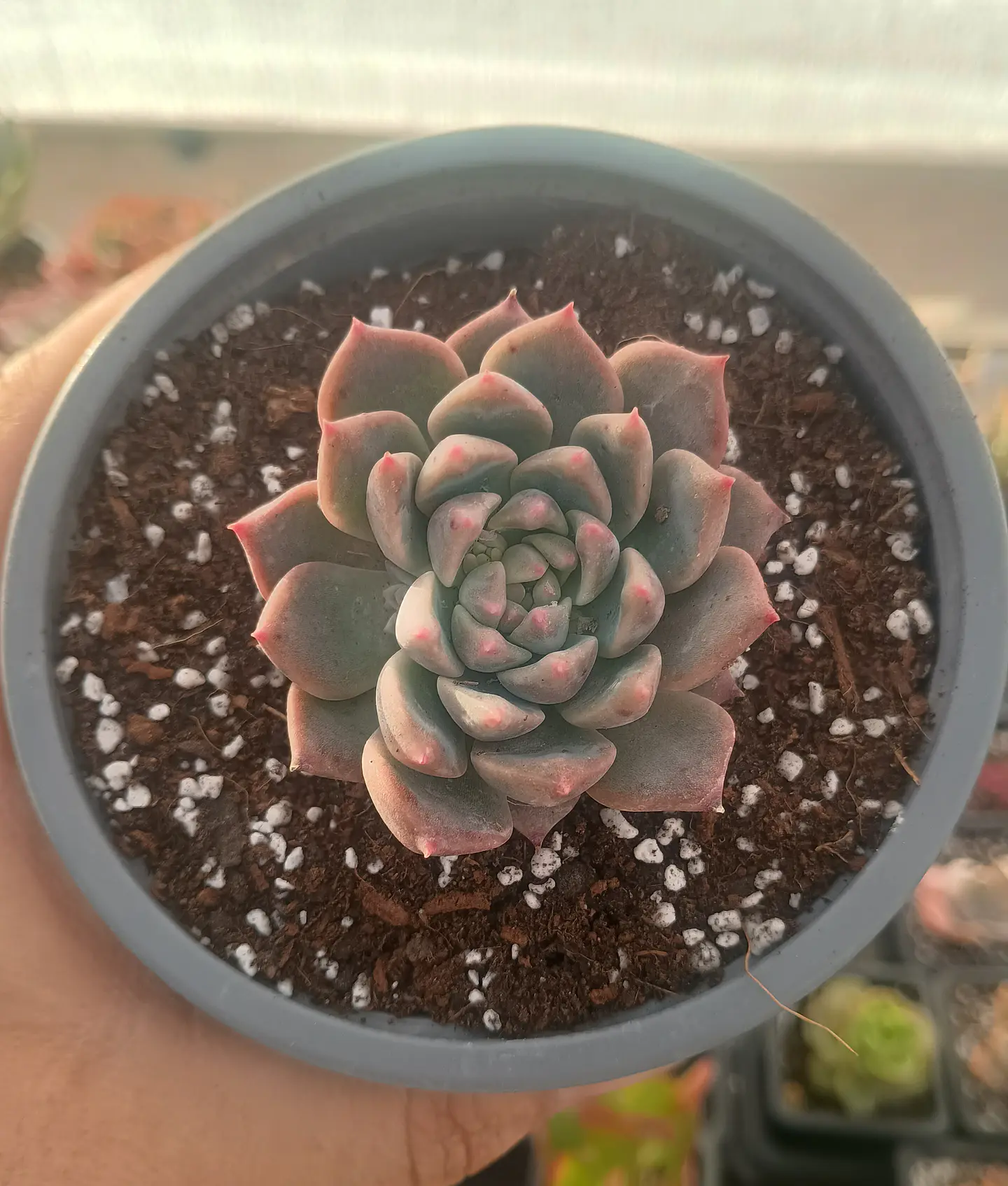 Echeveria Powder cream 2