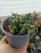 Delosperma Lemanhii - Miniatura 1