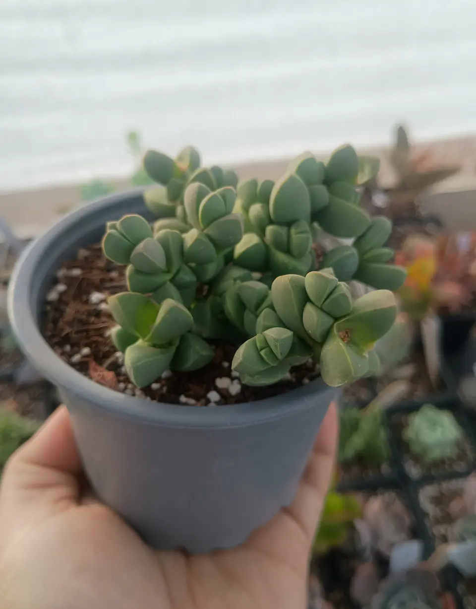 Delosperma Lemanhii 1
