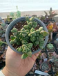 Delosperma Lemanhii - Miniatura 2