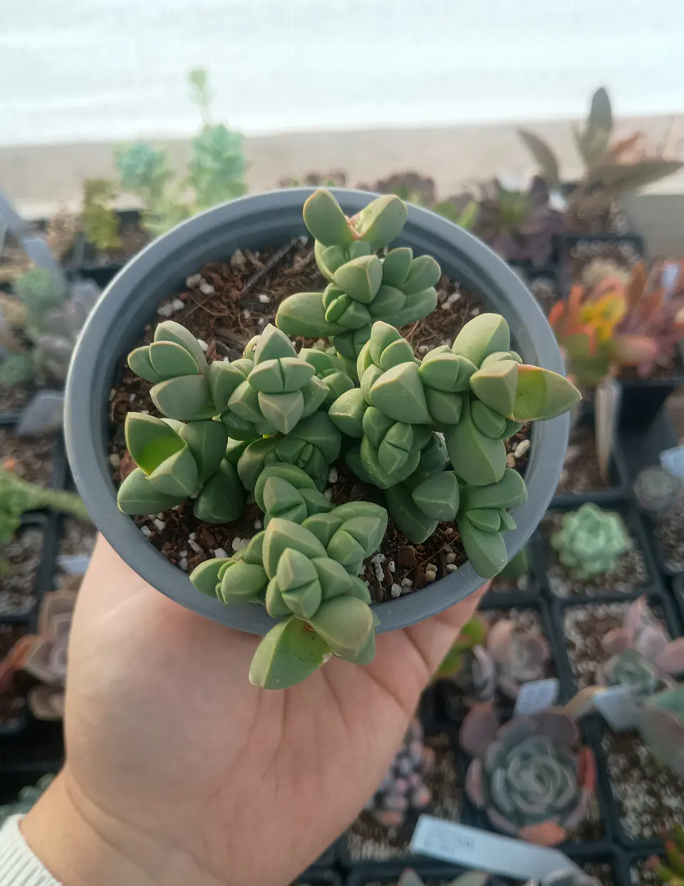 Delosperma Lemanhii 2