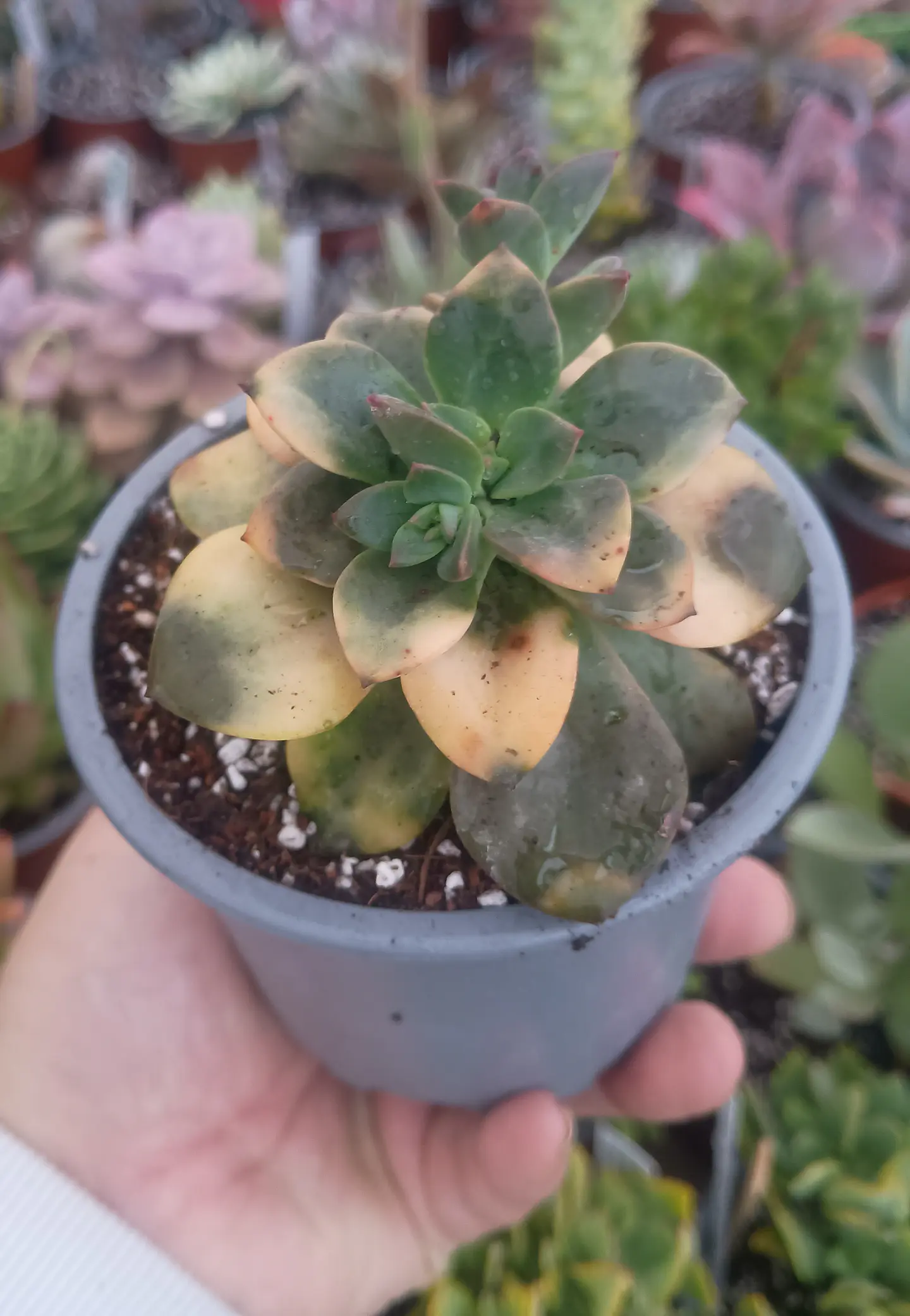 Echeveria Chroma 1