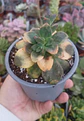 Echeveria Chroma - Miniatura 1