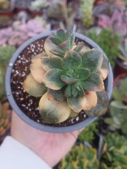 Echeveria Chroma