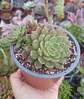 Echeveria Olivia Colonia - Miniatura 1