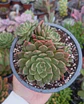 Echeveria Olivia Colonia - Miniatura 2