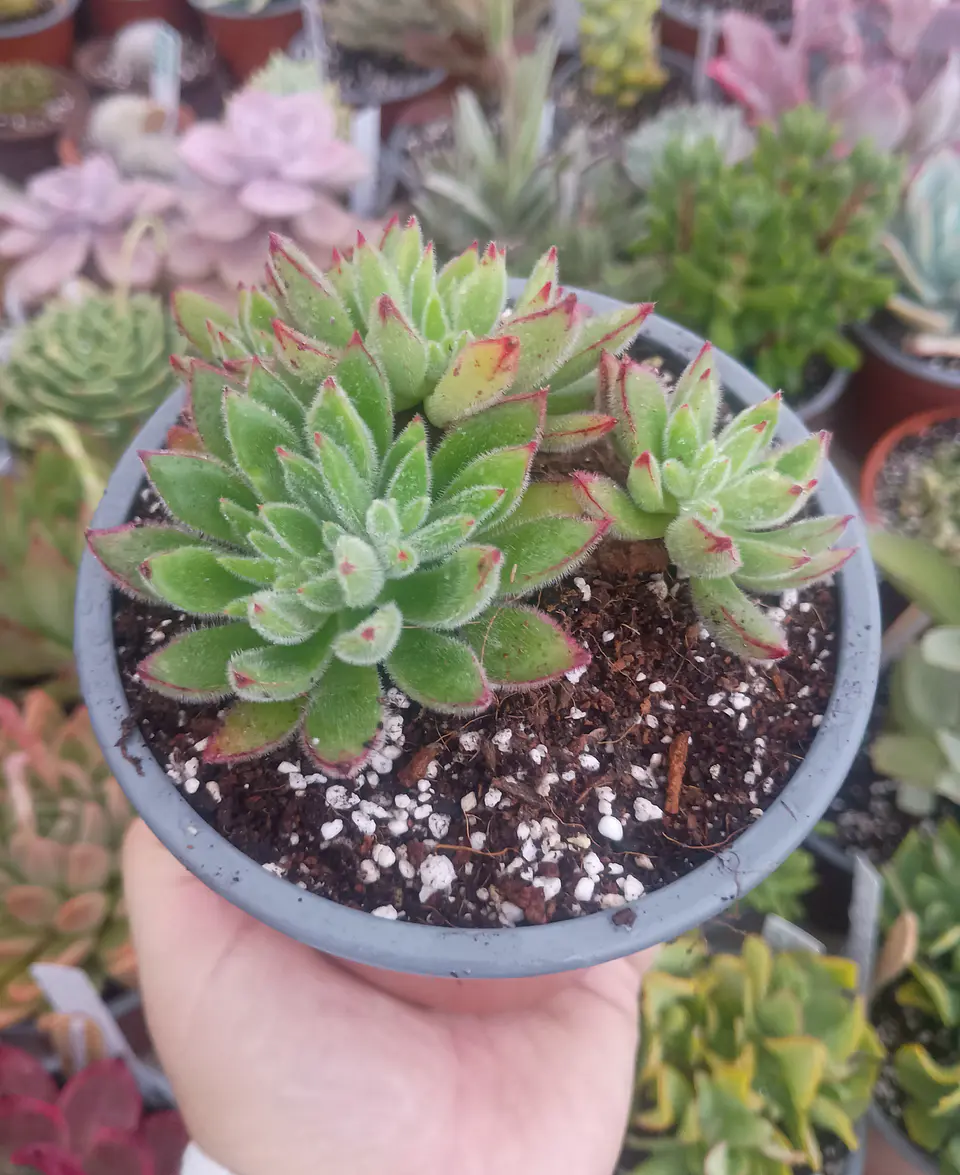 Echeveria Set Oliver Colonia 1