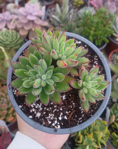 Echeveria Set Oliver Colonia