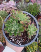 Echeveria Set Oliver Colonia - Miniatura 2
