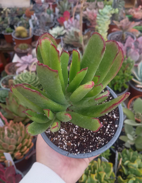 Cotyledon 
