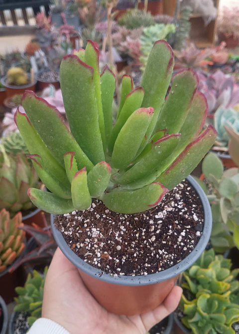 Cotyledon 