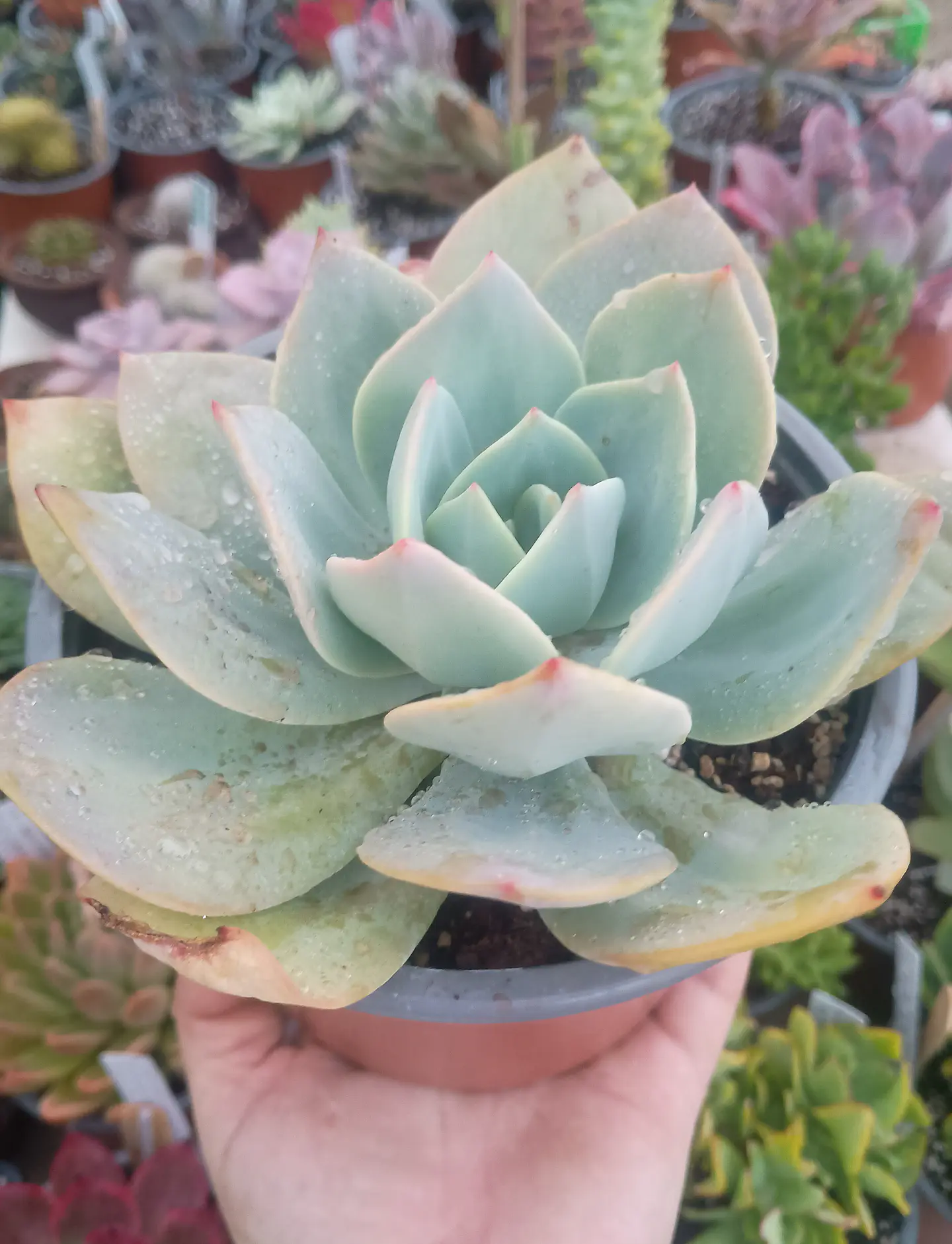 Echeveria Hoku hou XL 1