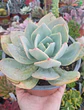 Echeveria Hoku hou XL - Miniatura 1