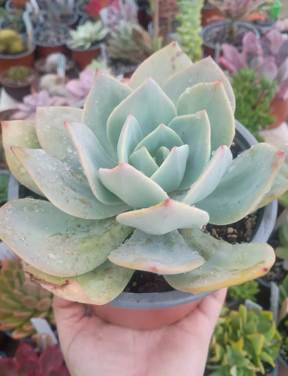 Echeveria Hoku hou XL 1