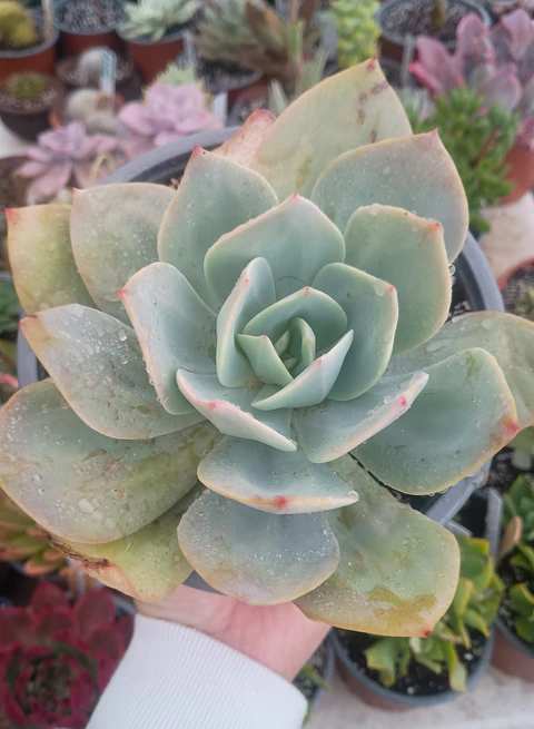 Echeveria Hoku hou XL
