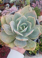 Echeveria Hoku hou XL - Miniatura 2