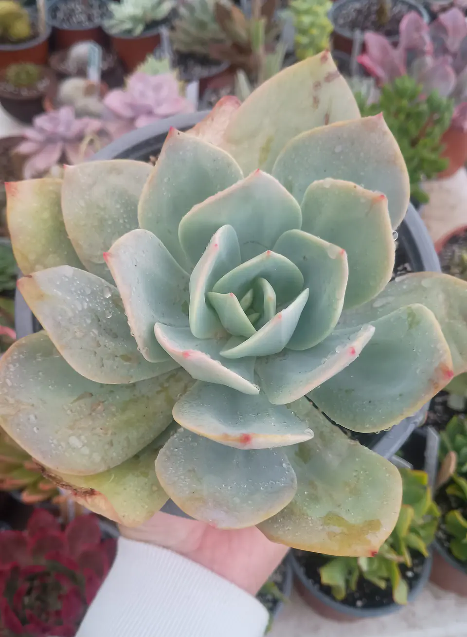 Echeveria Hoku hou XL 2