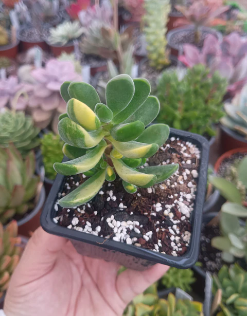 Crassula Rogersii variegada