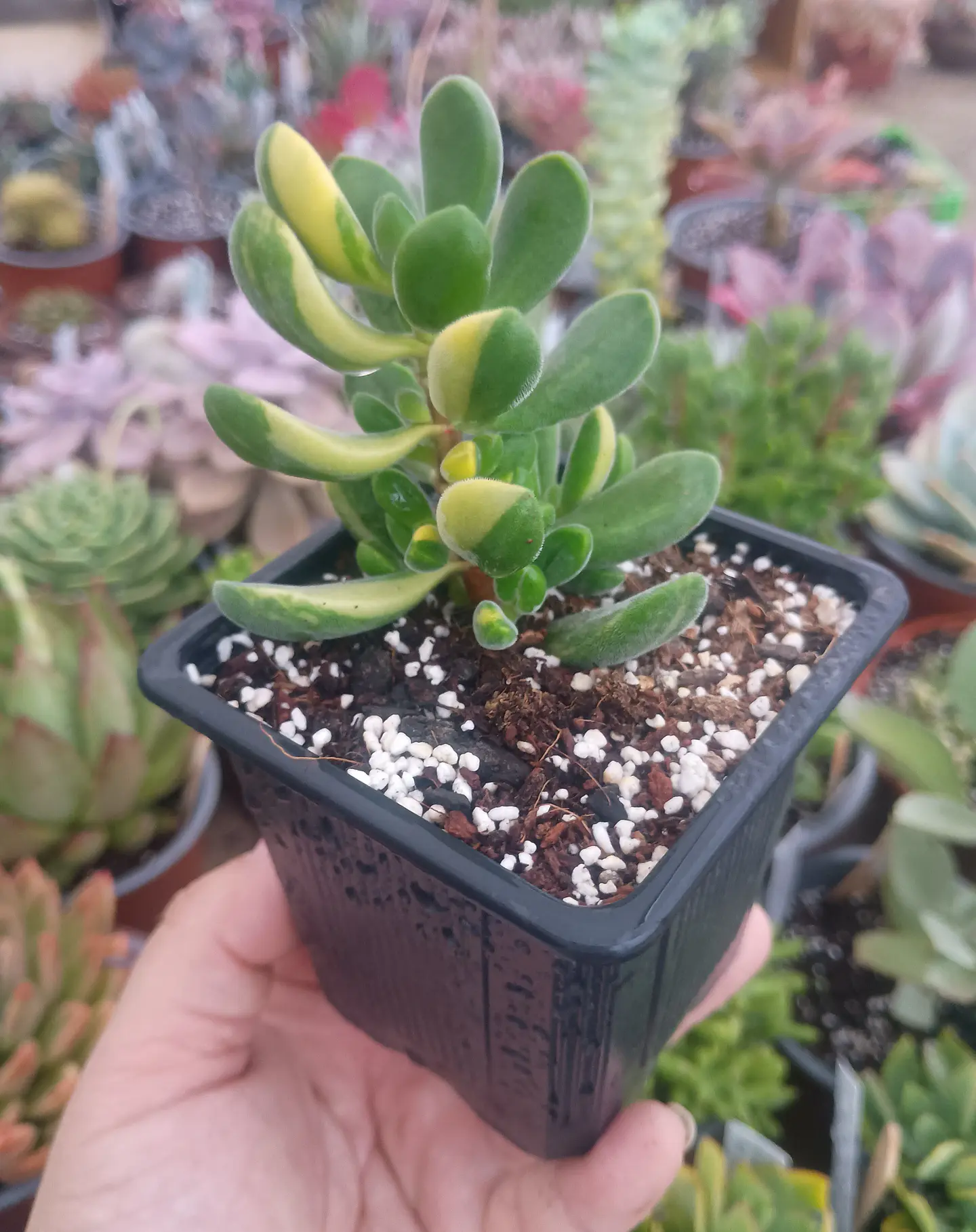 Crassula Rogersii variegada 2