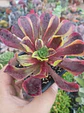 Aeonium superbang - Miniatura 1
