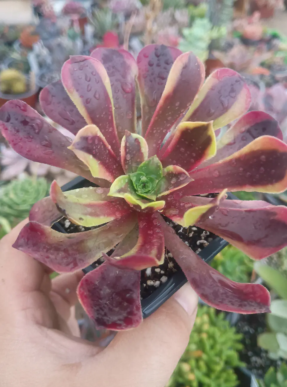 Aeonium superbang 1